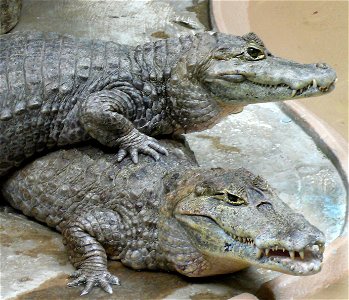 Spectacled Caiman (Caiman crocodilus)