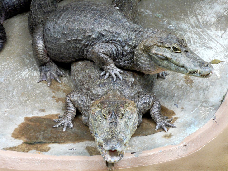 Spectacled Caiman (Caiman crocodilus)