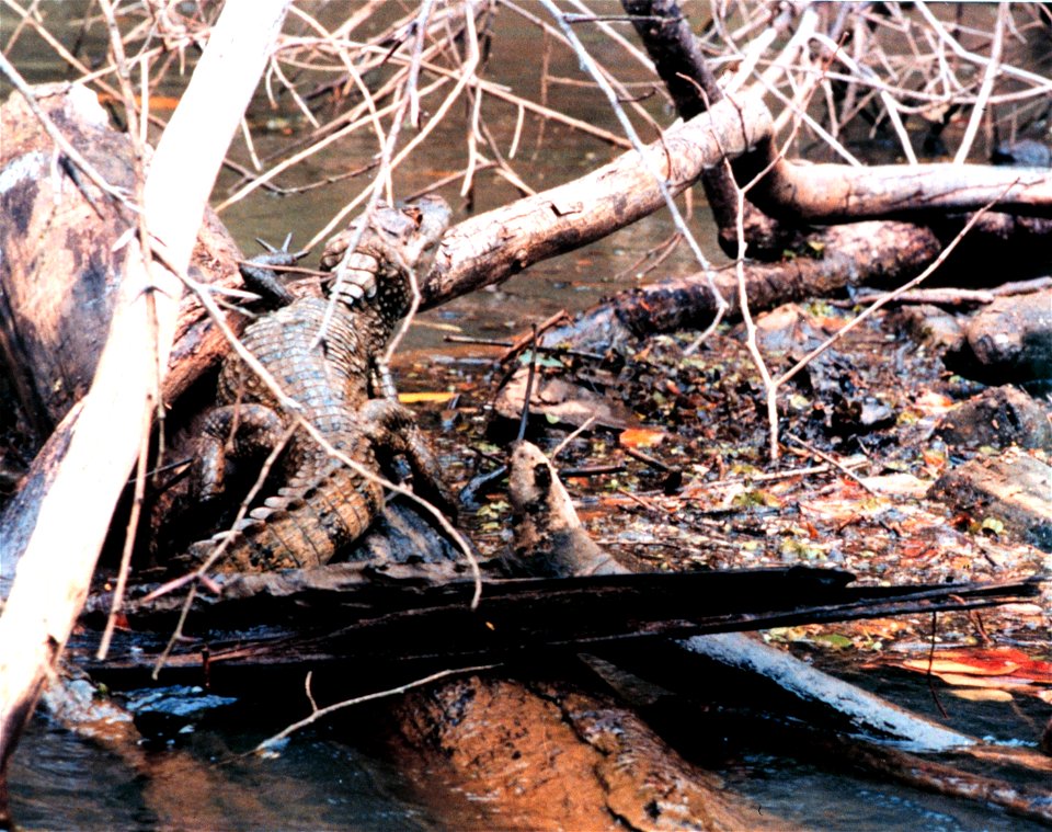 Cayman - Caiman crocodilus - along a river bank.Costa Rica.