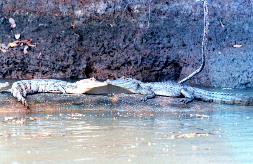 Cayman - Caiman crocodilus - along a river bank. Costa Rica.