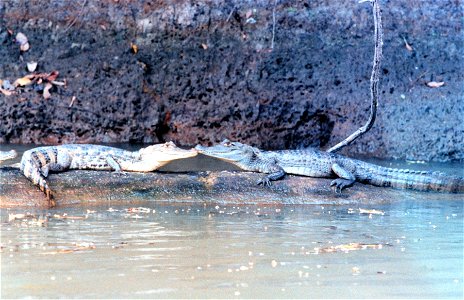 Cayman - Caiman crocodilus - along a river bank. Costa Rica.