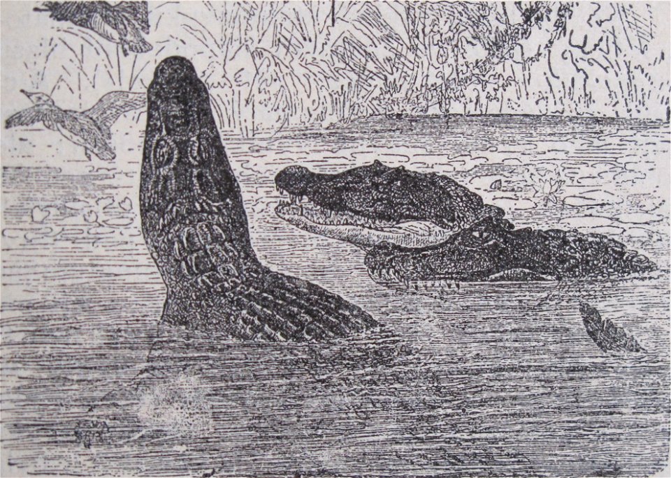 Původní popisek: Č. 168. Alligator či kajman brejlový (Alligator sclerops Schneid.).