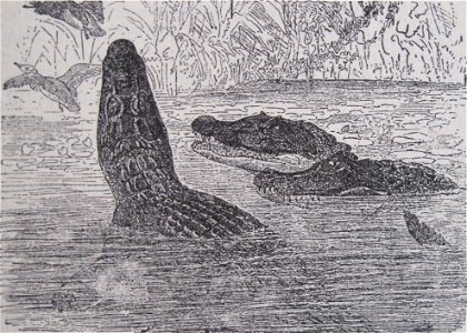 Původní popisek: Č. 168. Alligator či kajman brejlový (Alligator sclerops Schneid.).