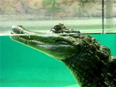 Head of Spectacled Caiman (Caiman crocodilus), photographed in Helsinki Tropicario Zoo.