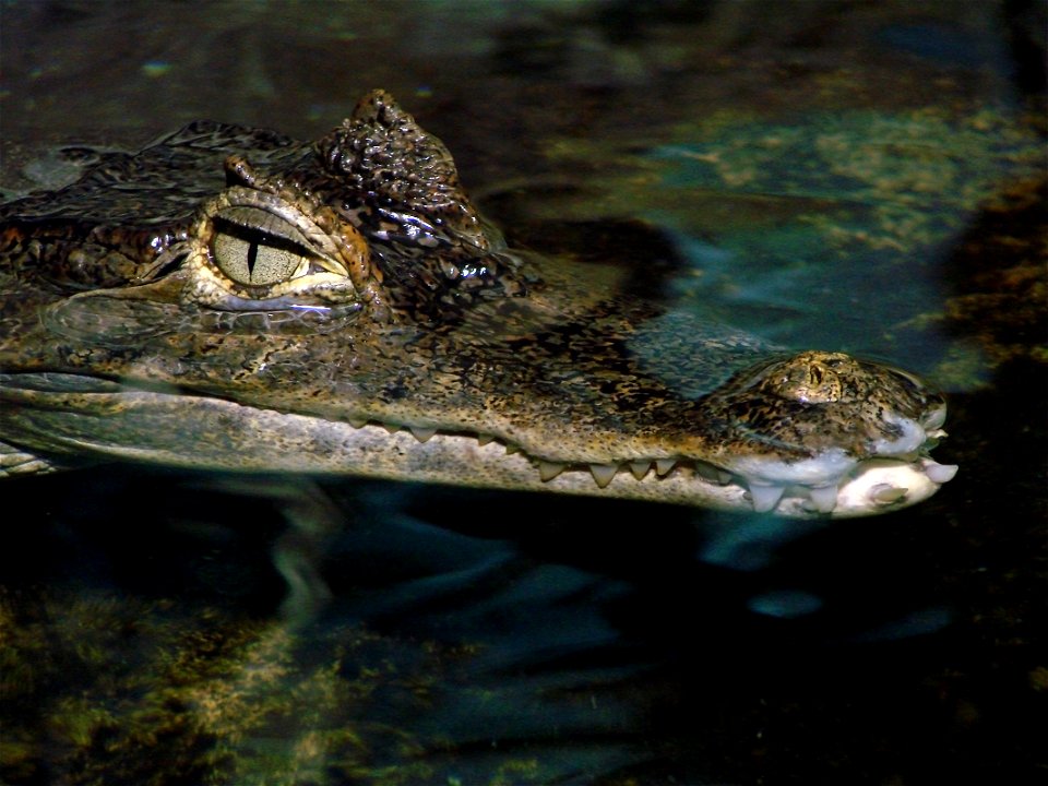 Caïman à lunettes (Caiman crocodilus), zoo d'Amnéville.