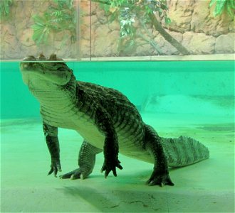 Spectacled Caiman (Caiman crocodilus), photographed in Helsinki Tropicario Zoo.