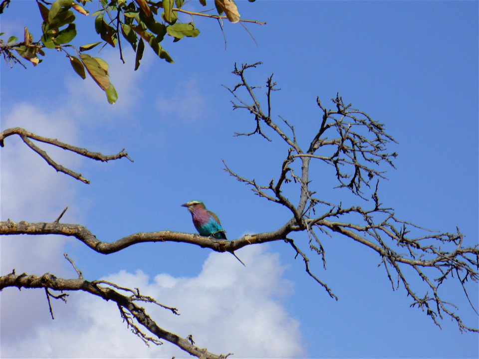 I am the originator of this photo. I hold the copyright. I release it to the public domain. This photo depicts a bird.