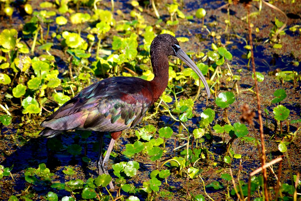 Glossy Ibis (Plegadis falcinellus) at Pelican Island National Wildlife Refuge

Credit: Keenan Adams (USFWS)