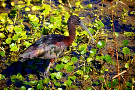 Glossy Ibis (Plegadis falcinellus) at Pelican Island National Wildlife Refuge Credit: Keenan Adams (USFWS) photo