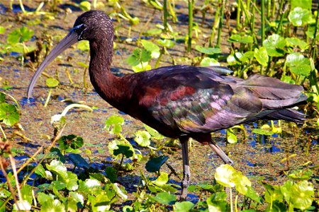 Glossy Ibis (Plegadis falcinellus) at Pelican Island National Wildlife Refuge Credit: Keenan Adams (USFWS) photo