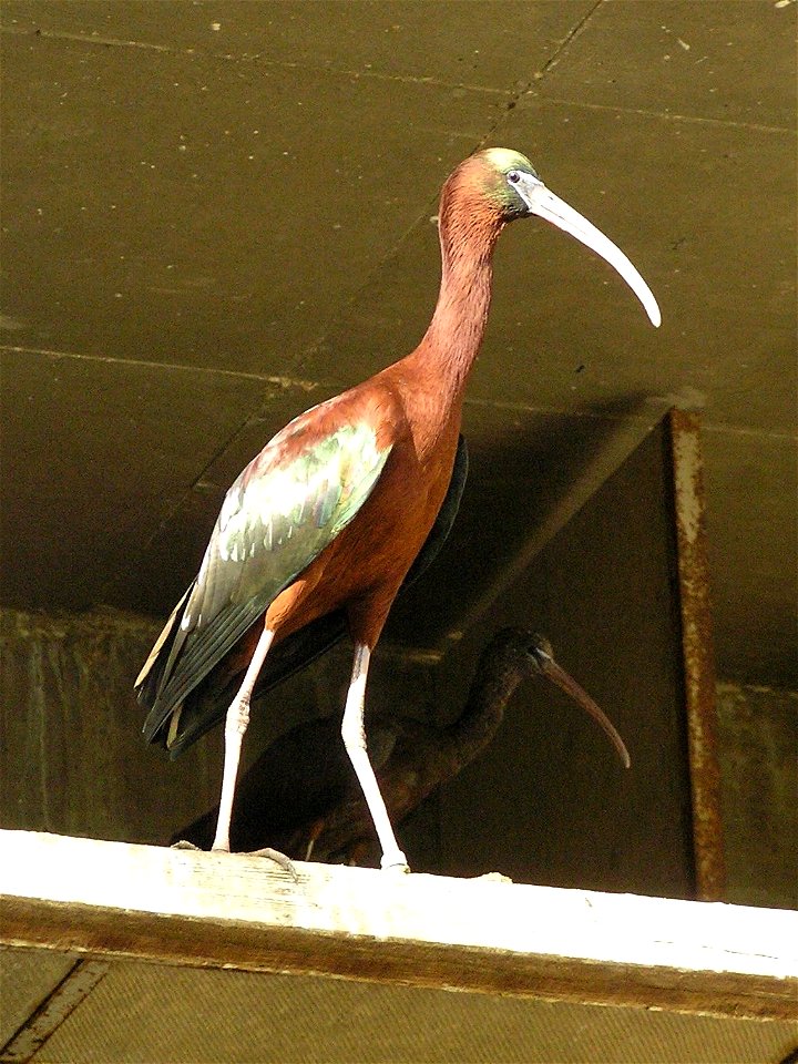 Taken in the Garden for Zoologic Research, Tel Aviv University, Israel.