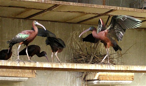 Taken in the Garden for Zoologic Research, Tel Aviv University, Israel. photo