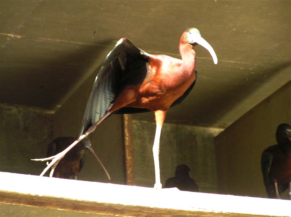 Taken in the Garden for Zoologic Research, Tel Aviv University, Israel.