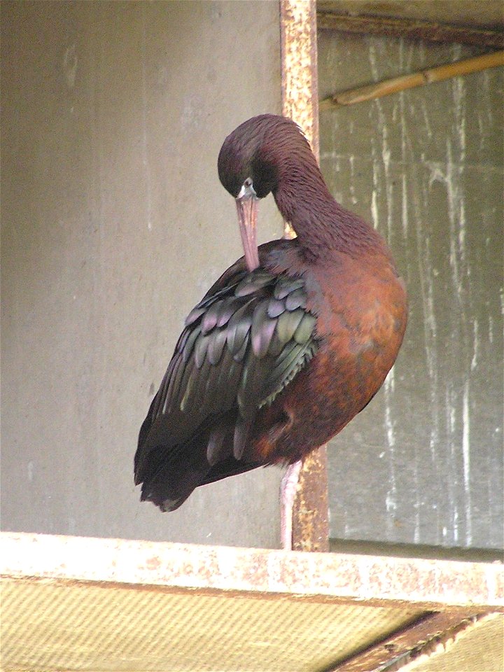 Taken in the Garden for Zoologic Research, Tel Aviv University, Israel.
