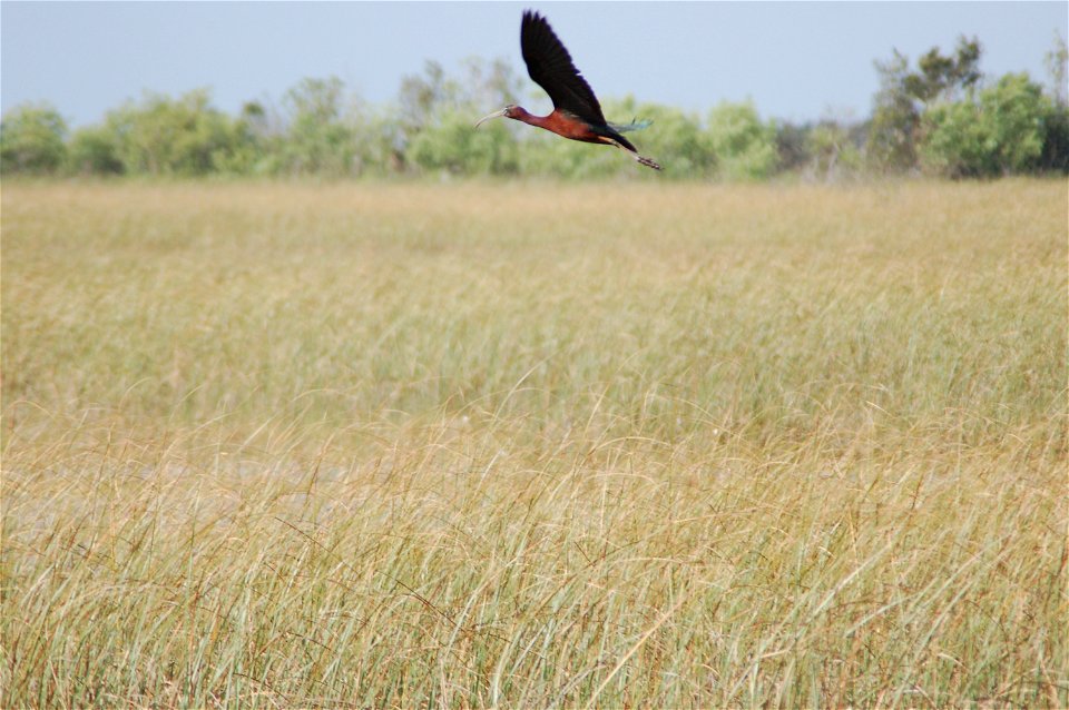 Glossy Ibis, NPSphotos.jpg
