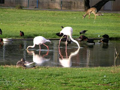 Taken in the Garden for Zoologic Research, Tel Aviv University, Israel. photo