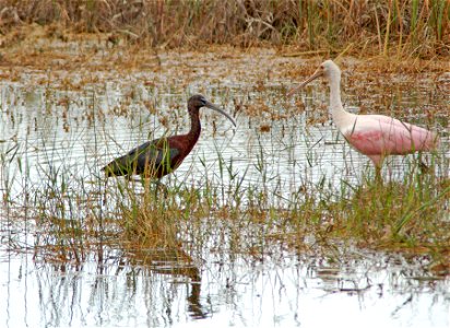 Glossy ibis meets Spoonbill, NPSphotos.jpg photo