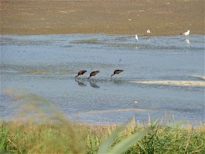 Село Витязево, муниципальное образование город-курорт Анапа, Краснодарский край, Россия.

Витязевский лиман.