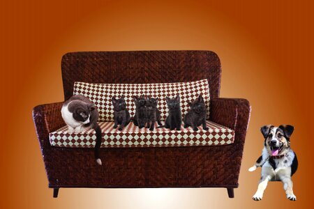 Animals pets couch