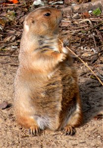 Black-tailed Prairie Dog (Cynomys ludovicianus) photo