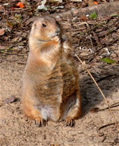 Black-tailed Prairie Dog (Cynomys ludovicianus) photo