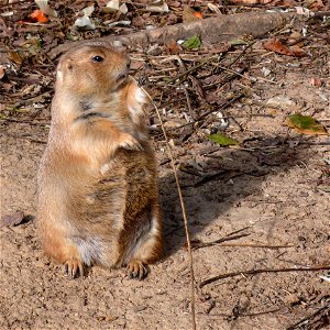 Black-tailed Prairie Dog (Cynomys ludovicianus) photo