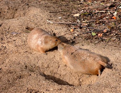 Black-tailed Prairie Dogs (Cynomys ludovicianus) photo