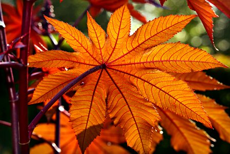 Plant foliage autumn color photo