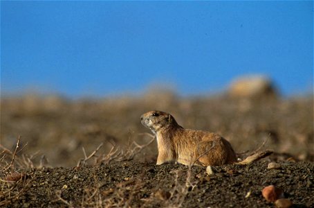 Black-tailed Prairie-Dog (Cynomys ludovicianus) Schwarzschwanz-Präriehund photo