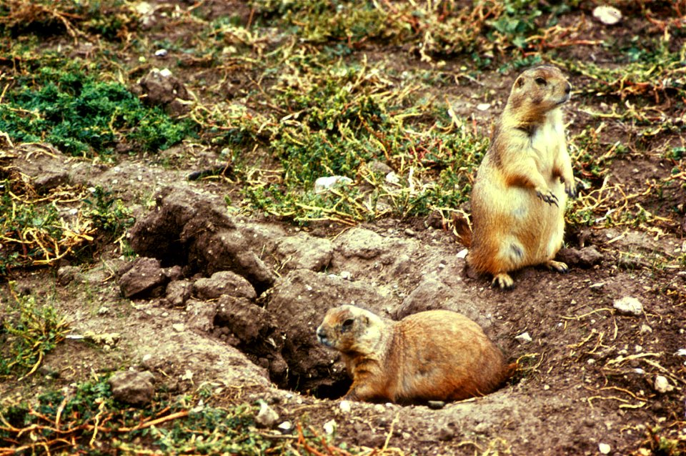 Black-tailed Prairie-Dog (Cynomys ludovicianus)

 Schwarzschwanz-Präriehunde
