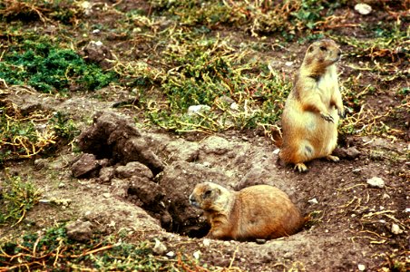 Black-tailed Prairie-Dog (Cynomys ludovicianus) Schwarzschwanz-Präriehunde photo