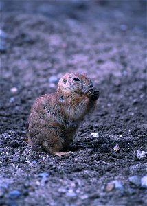 Blacktailed Prairie Dog, Oklahoma. photo