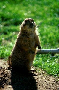 Image title: Prairie dog mammal atanding on two legs cynomys ludovicianus
Image from Public domain images website, http://www.public-domain-image.com/full-image/fauna-animals-public-domain-images-pict