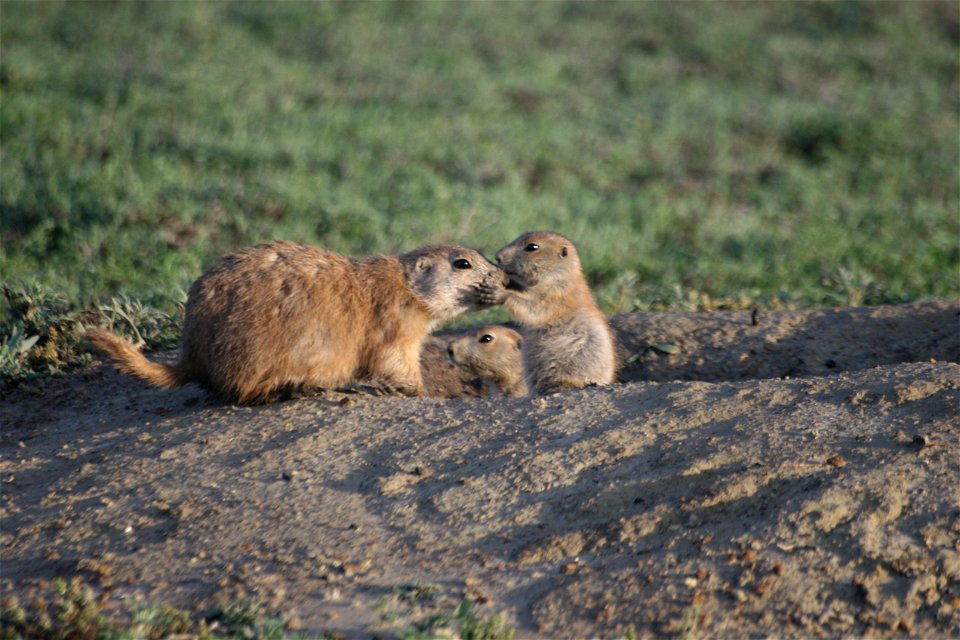 Prairie dogs live in close family groups. They greet family members by touching noses or mouths, kind of like a kiss!