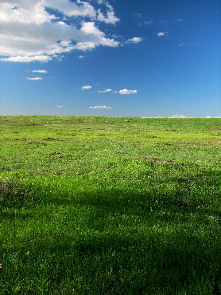 Prairie grasslands are the primary habitat of the park. This photo shows a prairie dog town.