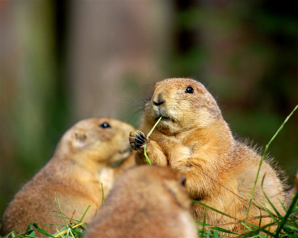 Prairiehondjes (Cynomys ludovicianus) - Dierenpark Emmen