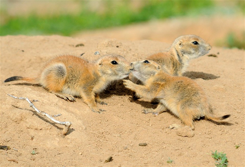 Black-tailed prairie dog pups greet each other at Rocky Mountain Arsenal National Wildlife Refuge.

Photo Credit: Rich Keen / DPRA