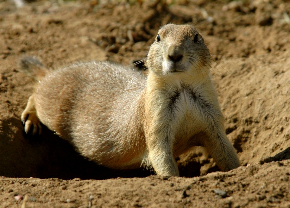 A prairie dog keeps watch as it balances over the entrance to its tunnel at Rocky Mountain Arsenal National Wildlife Refuge.

Photo Credit: Rich Keen / DPRA