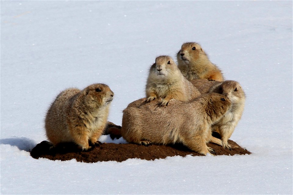 A winter scene of five furry prairie dogs won third place in 2012. 

Photo Credit: Lee Winnike