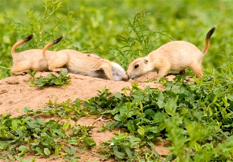 Young prairie dogs in Rocky Mountain Arsenal National Wildlife Refuge.