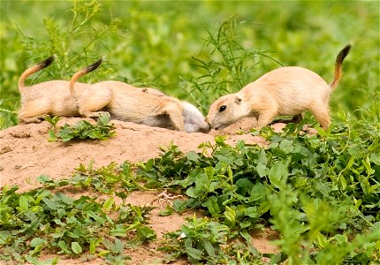 Young prairie dogs in Rocky Mountain Arsenal National Wildlife Refuge.