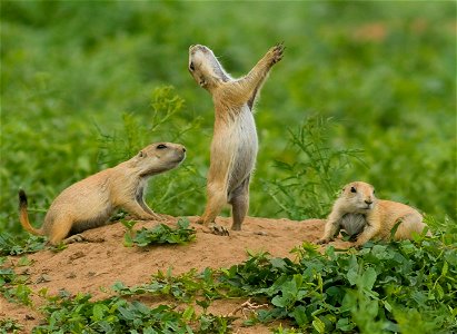 Young prairie dogs in Rocky Mountain Arsenal National Wildlife Refuge.