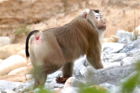 An adult male northern pig-tailed macaque (Macaca leonina, formerly M. nemestrina leonina) in Khao Yai National Park in Thailand. photo