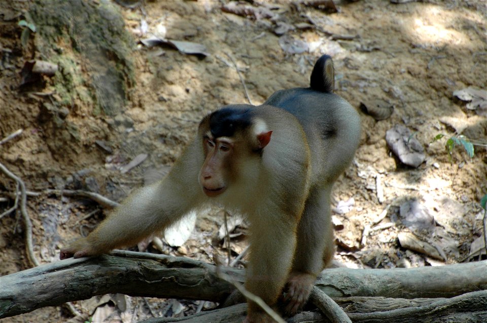 Southern pig-tailed Macaque (Macaca nemestrina) in Borneo