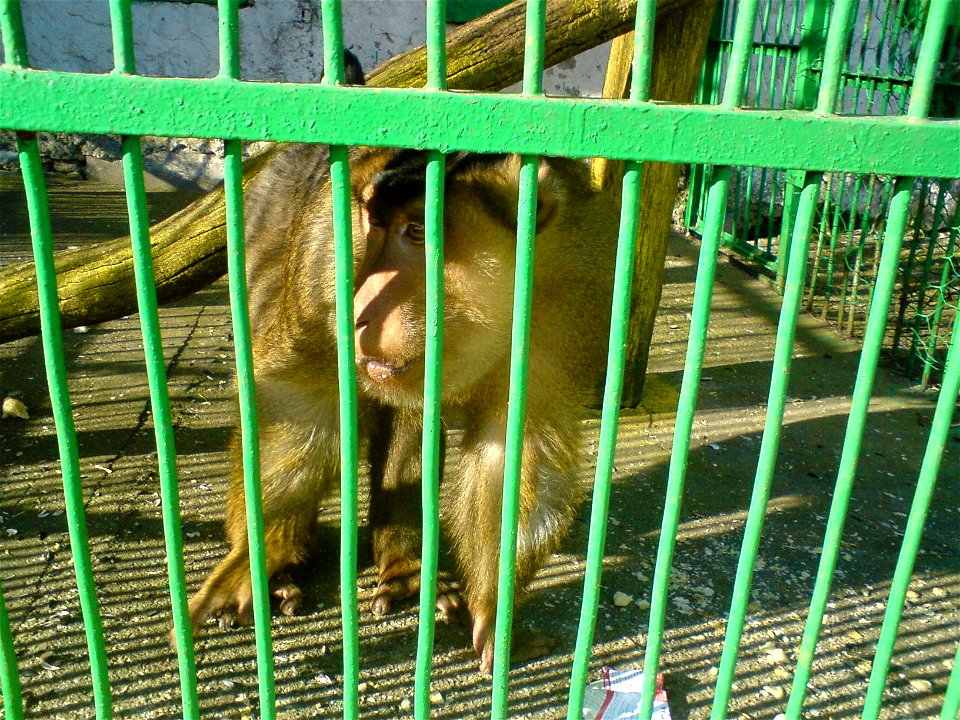 A big monkey in Bitola Zoo.