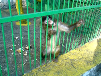 A monkey biting the bars in Bitola Zoo.