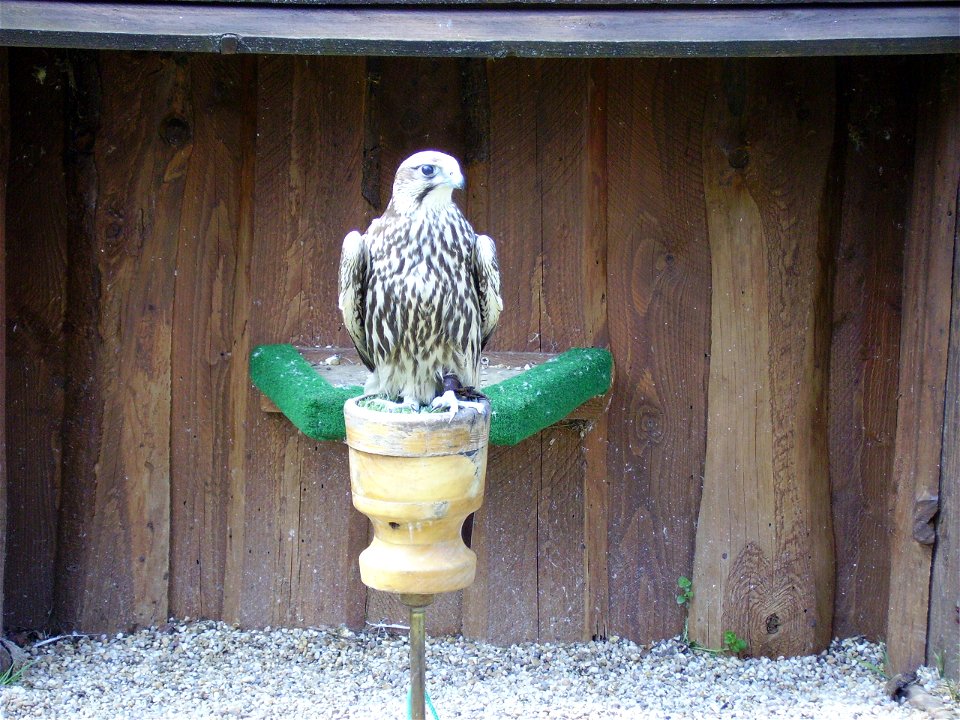 Desc.: Falco cherrung;

Author: Radovan Bahna, Slovakia, 2006