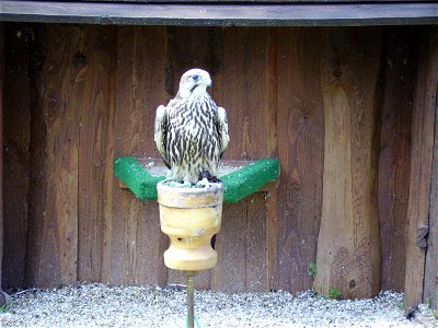 Desc.: Falco cherrung;

Author: Radovan Bahna, Slovakia, 2006