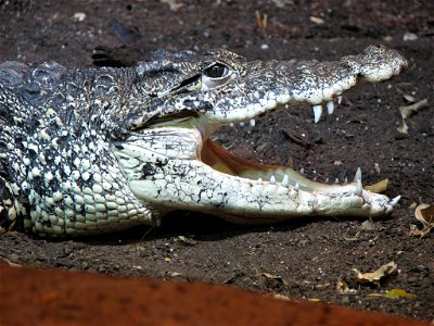 Cuban Crocodile - Crocodylus rhombifer photo