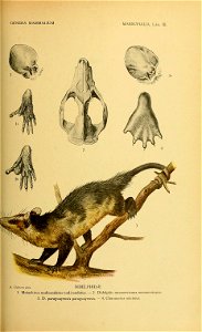 GENERA MAMMALIUM 
MARSUPIALIA. Lám. III. 
A. Cabrera p!„x. DIDELPHID/E 
1. Metachirus nudicandatus nudicandatus. — 2. Didelphis mesamericana mesamericana. 

3. D. paraguayensis paraguayensis. — 4. Chi